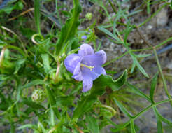 Image de Campanula speciosa Pourr.