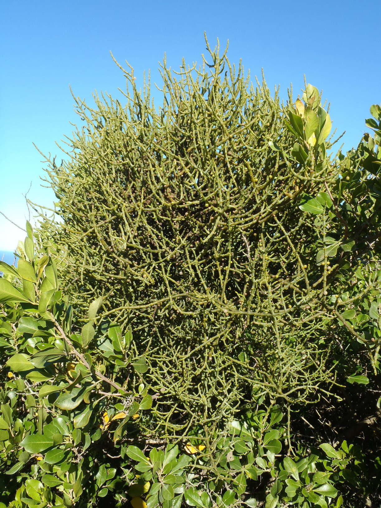 Image of Hooley Mistletoe