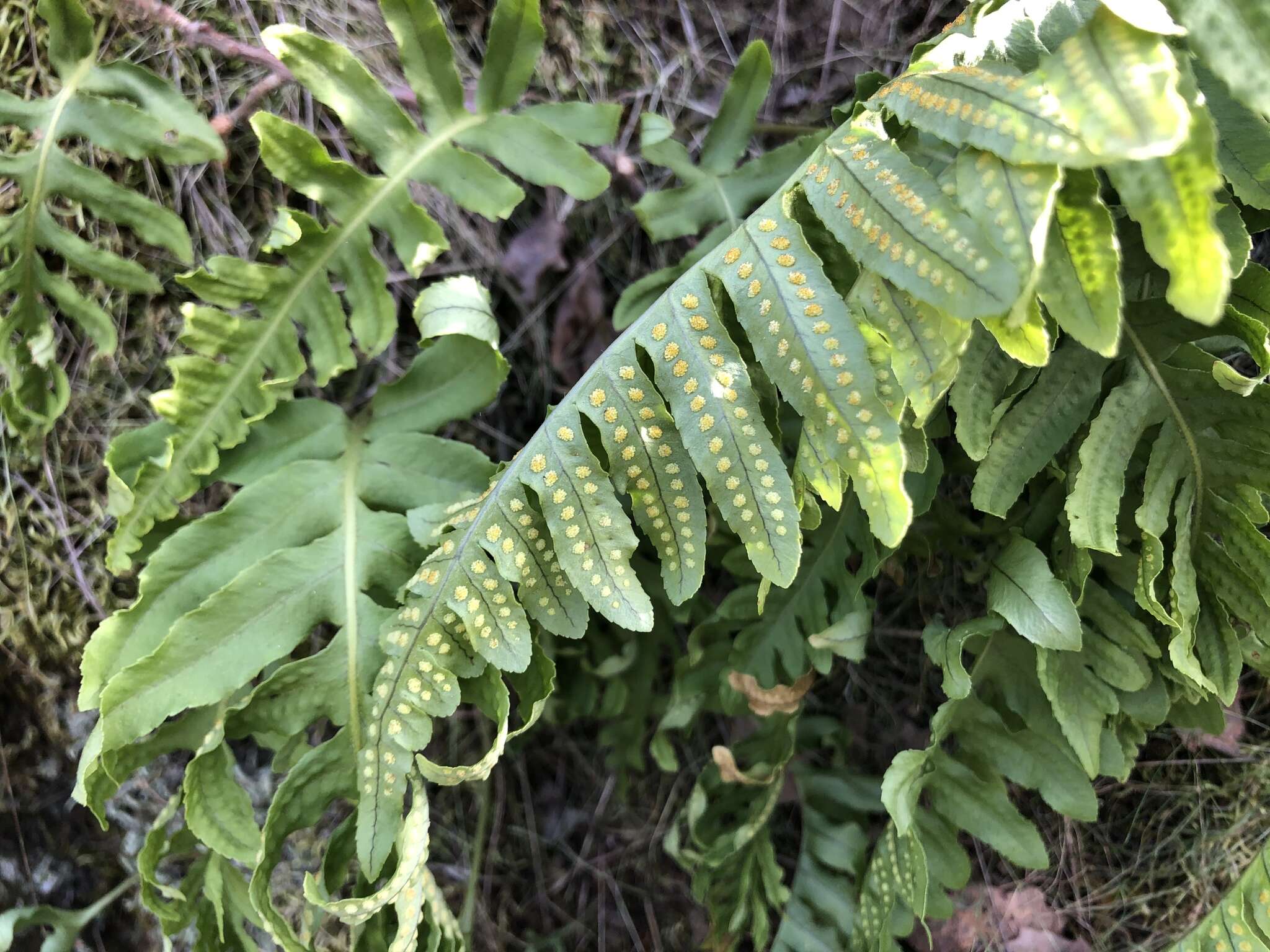 Polypodium calirhiza S. A. Whitmore & A. R. Smith的圖片