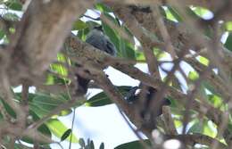 Image of Lavender Waxbill