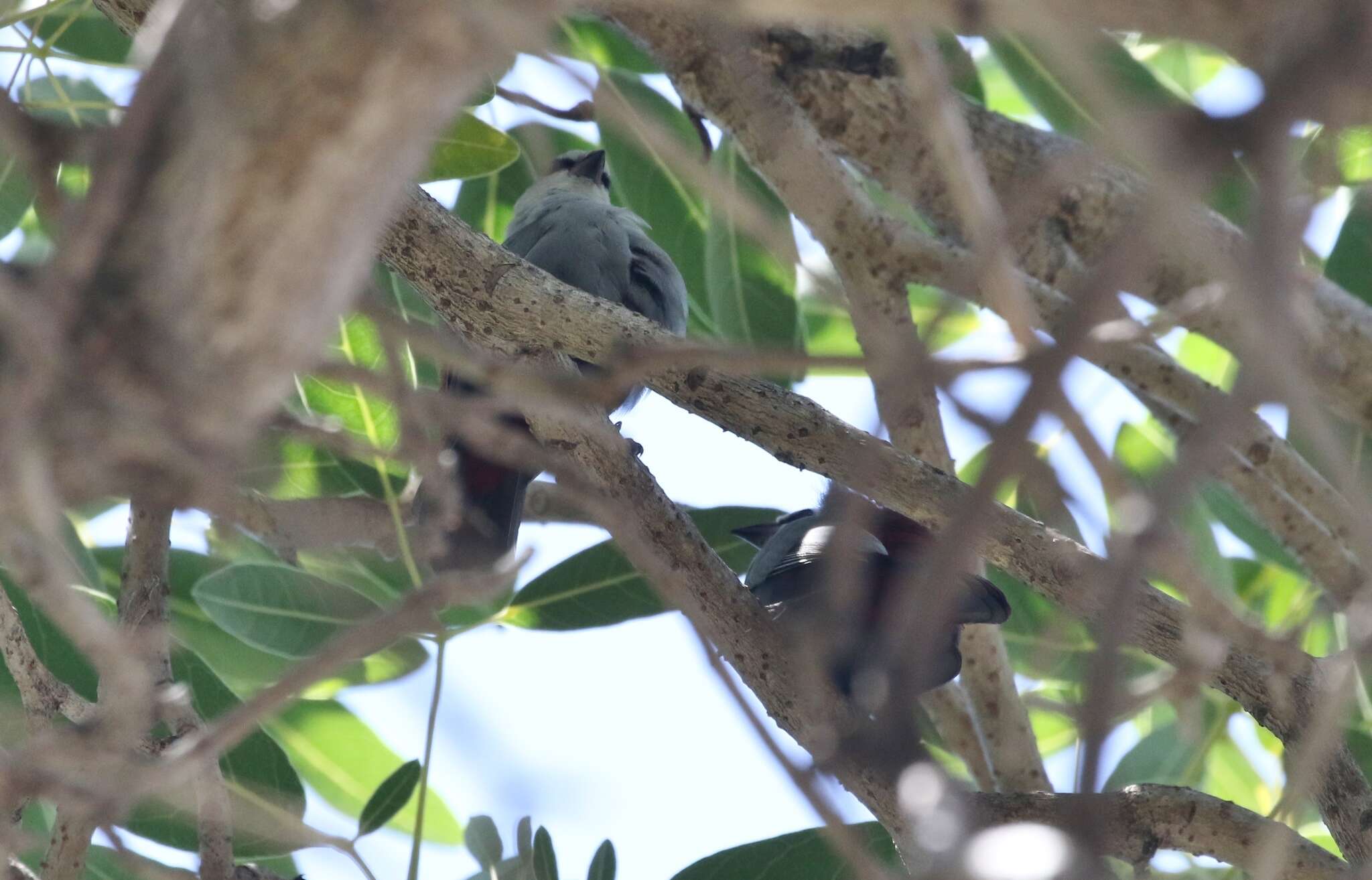 Image of Lavender Waxbill