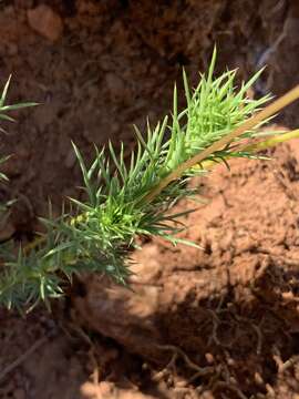 Image of Euryops laxus (Harv.) Burtt Davy