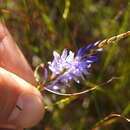 Image of Micranthus filifolius Goldblatt & J. C. Manning