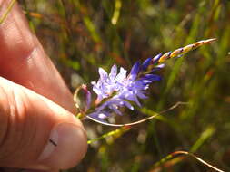 Image of Micranthus filifolius Goldblatt & J. C. Manning