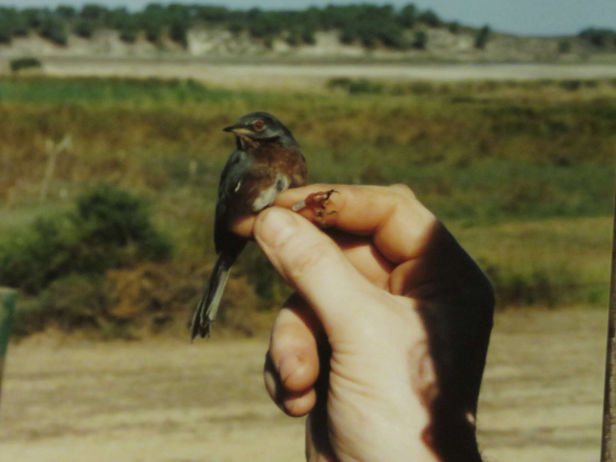 Image of Dartford warbler