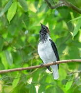 Image de Araponga barbu