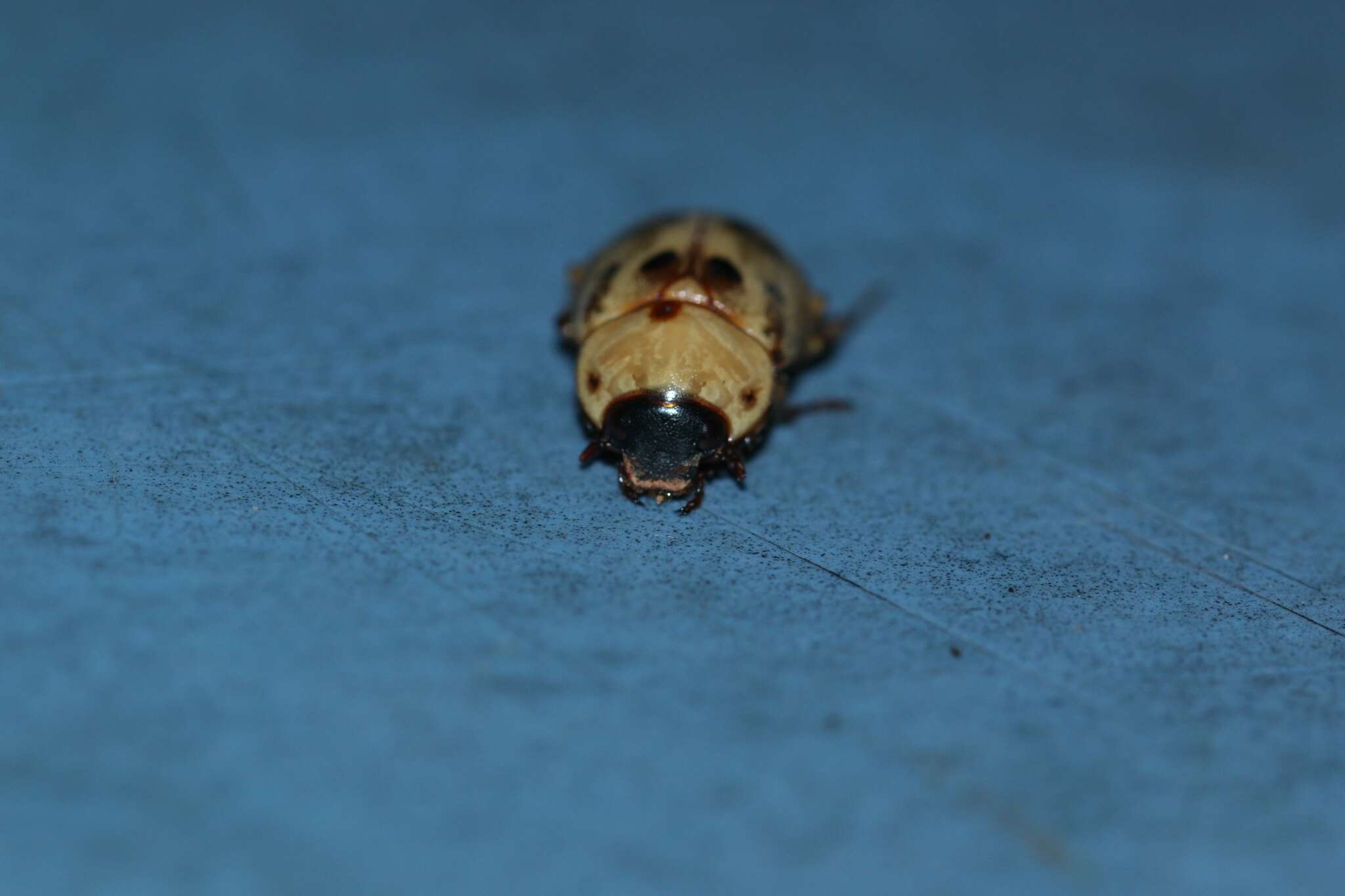 Image of Cyclocephala sexpunctata Castelnau 1840