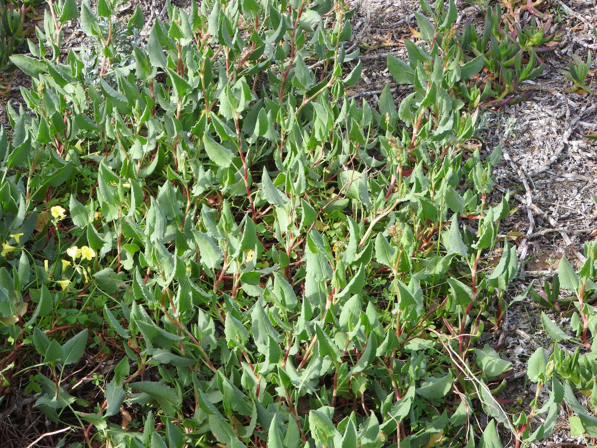 Rumex roseus L. resmi