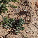 Image of Crassothonna alba (Compton) B. Nord.
