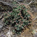 Image of Ruschia nonimpressa L. Bol.