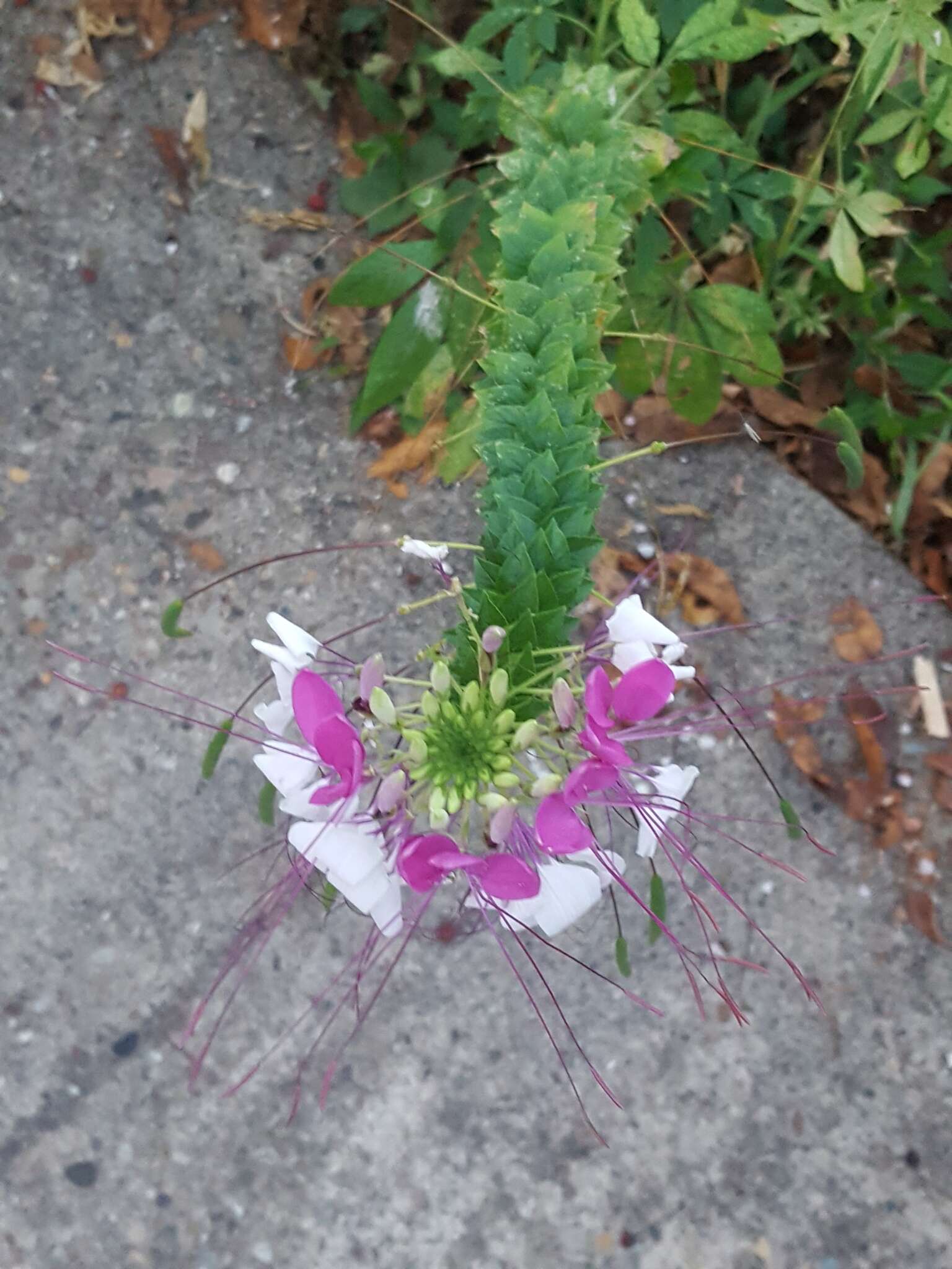 Image of Cleome guaranitica (Chod. & Hassl.) Briquet