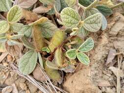 Image of showy pigeonpea