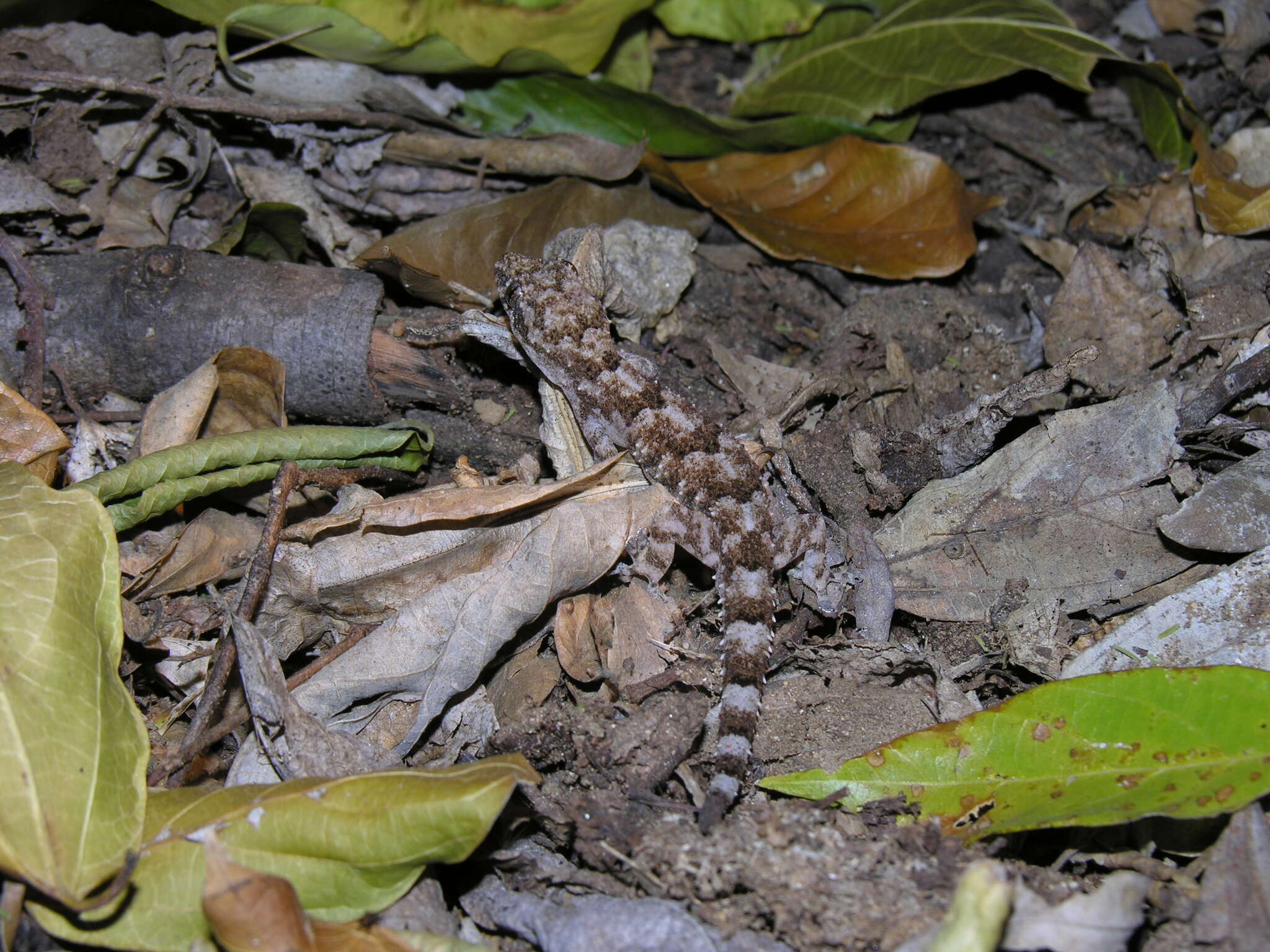 Image of Hemidactylus mercatorius Gray 1842