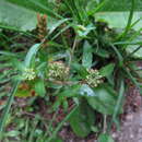 Sivun Lepidium chichicara Desv. kuva