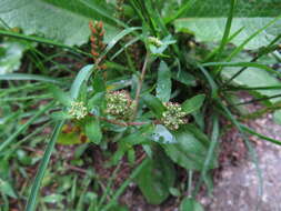 Image of Lepidium chichicara Desv.