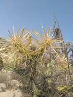 Image of Cylindropuntia molesta subsp. molesta