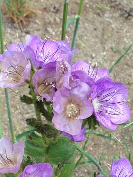 Phacelia grandiflora (Benth.) A. Gray的圖片