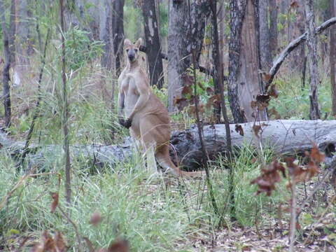 Image of Antilopine Kangaroo