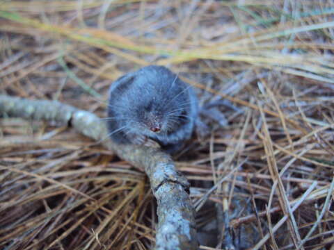 Image of Goodwin's small-eared shrew