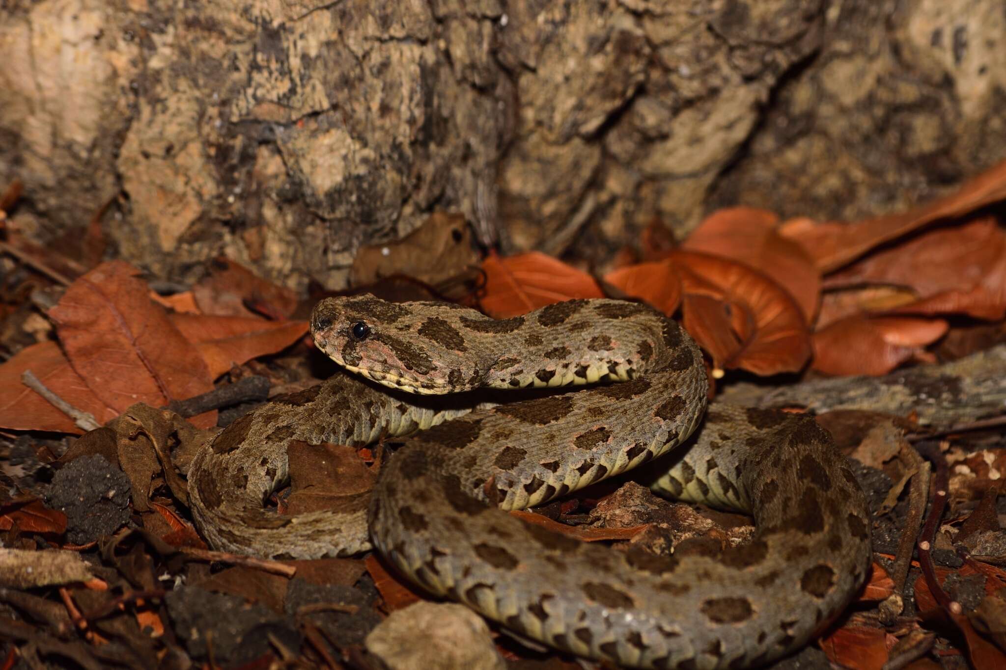 Image of Eastern Russell's Viper