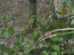 Bredia hirsuta var. scandens Ito & Matsum.的圖片