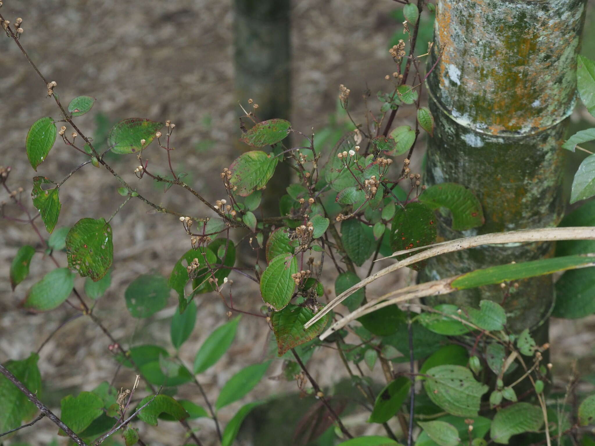 Bredia hirsuta var. scandens Ito & Matsum.的圖片