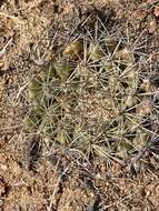 Image de Mammillaria brandegeei subsp. gabbii (J. M. Coult.) D. R. Hunt