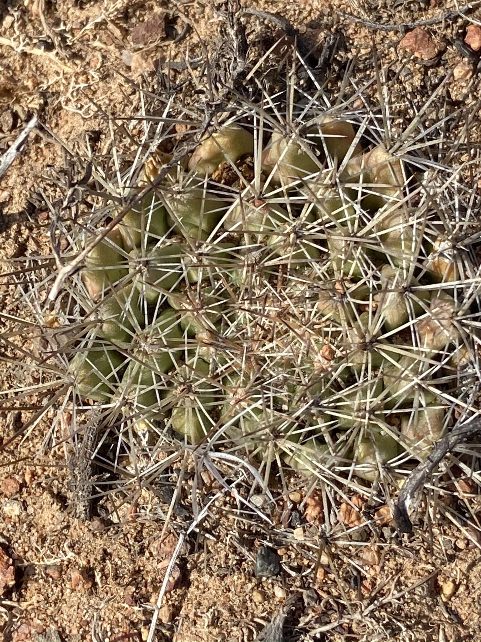 Image de Mammillaria brandegeei subsp. gabbii (J. M. Coult.) D. R. Hunt