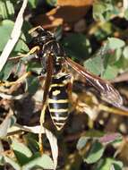 Image of Polistes biglumis (Linnaeus 1758)