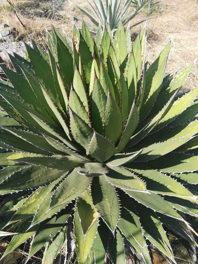 Image of Agave horrida Lem. ex Jacobi