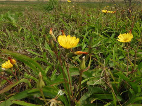 Image of Ixeris japonica (Burm. fil.) Nakai