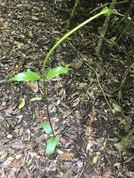 Scaevola enantophylla F. Müll. resmi