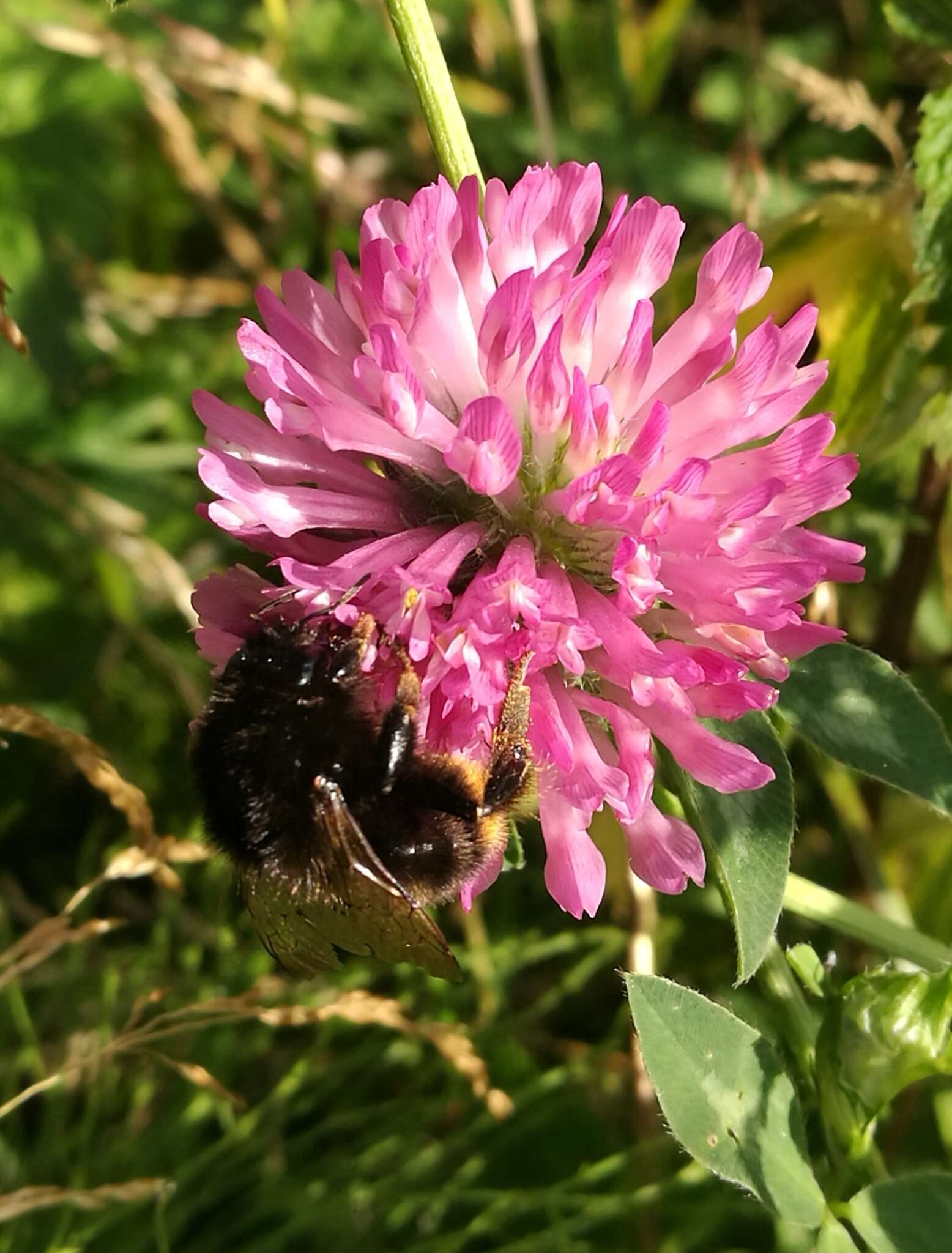 Image of Bombus ruderarius (Müller 1776)