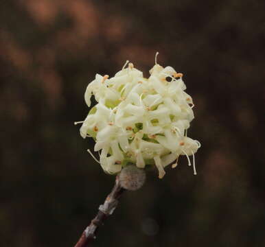 Image of Pimelea pendens B. L. Rye