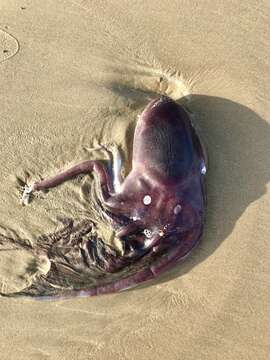 Image of blanket octopus