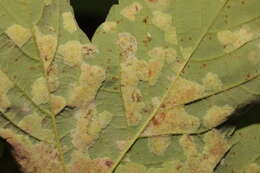 Image of Aceria pseudoplatani