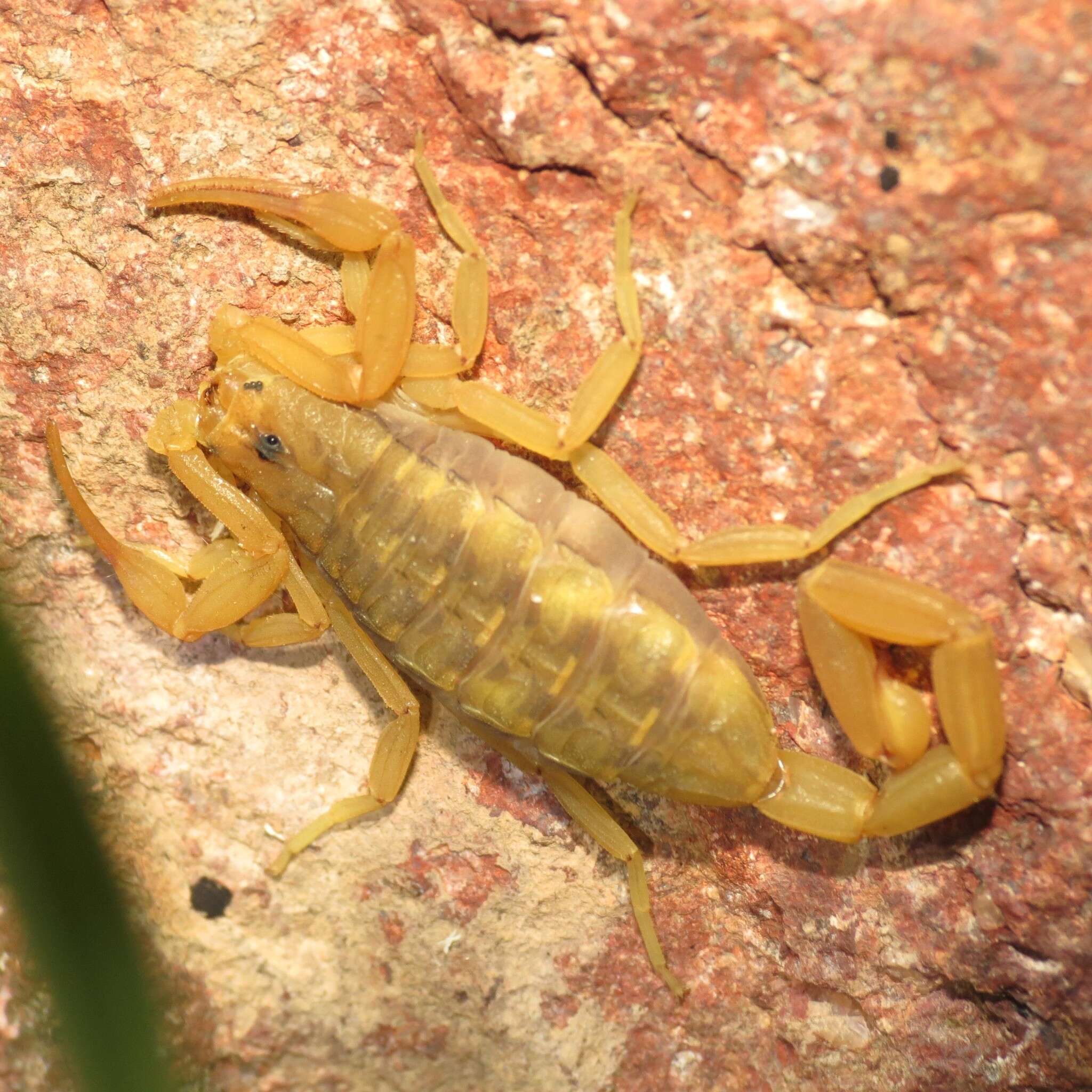 Image of Arizona Bark Scorpion