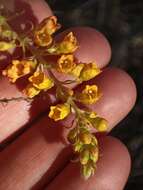 Image of Ribes punctatum Ruiz & Pav.