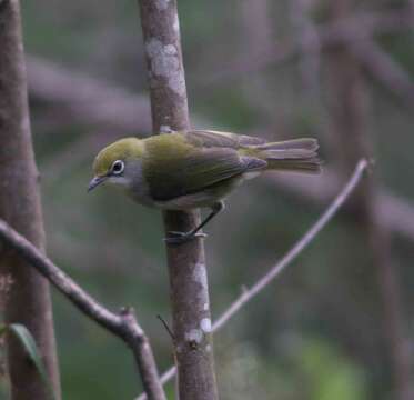 Image of Christmas Island White-eye