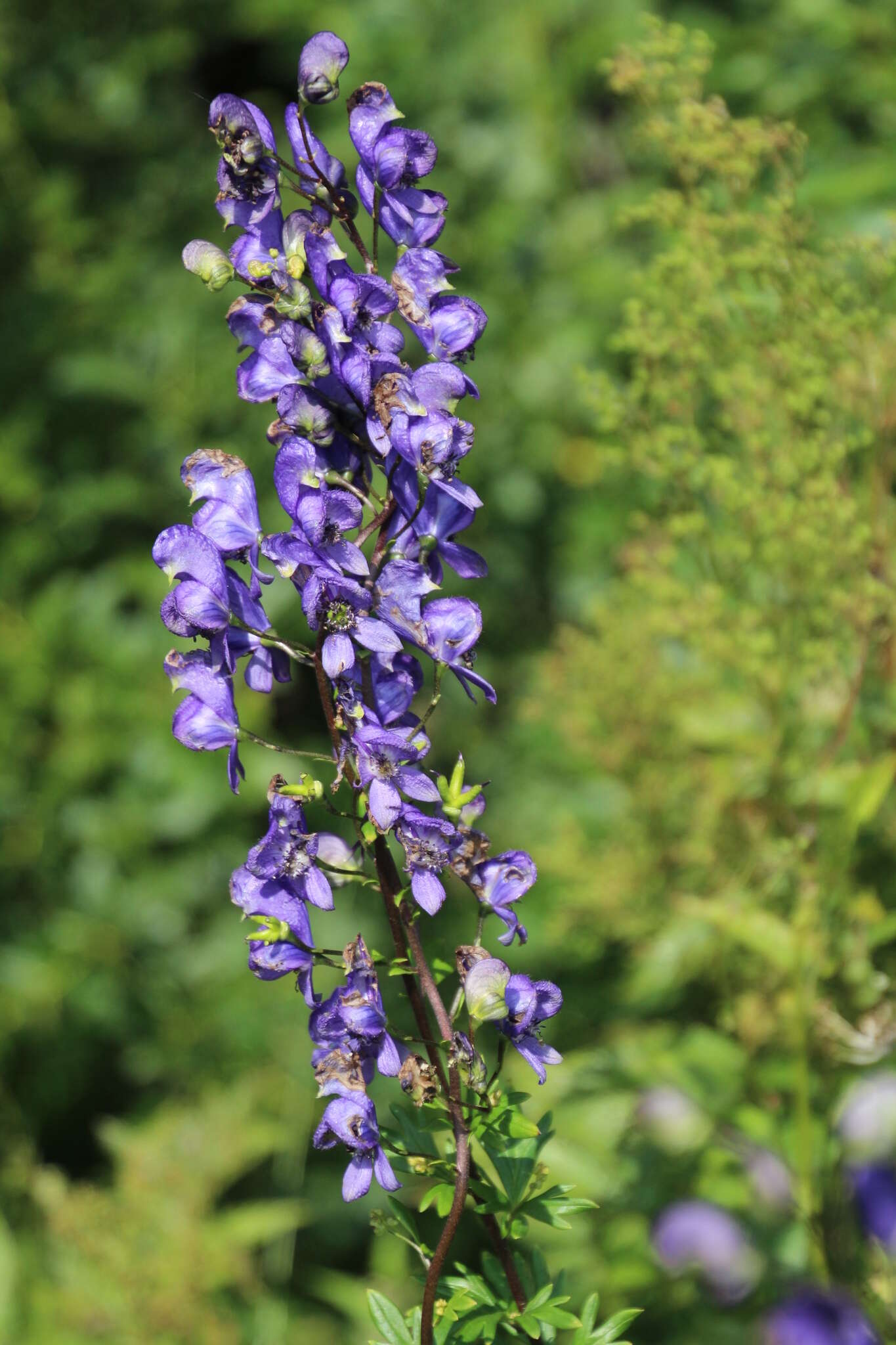 Слика од Aconitum napellus subsp. fissurae (E. I. Nyárády) W. Seitz