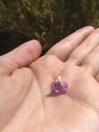 Image of saltmarsh false foxglove