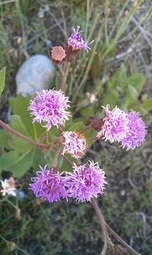 Image of Vernonia greggii A. Gray