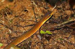 Image of Big-eyed mountain keelback