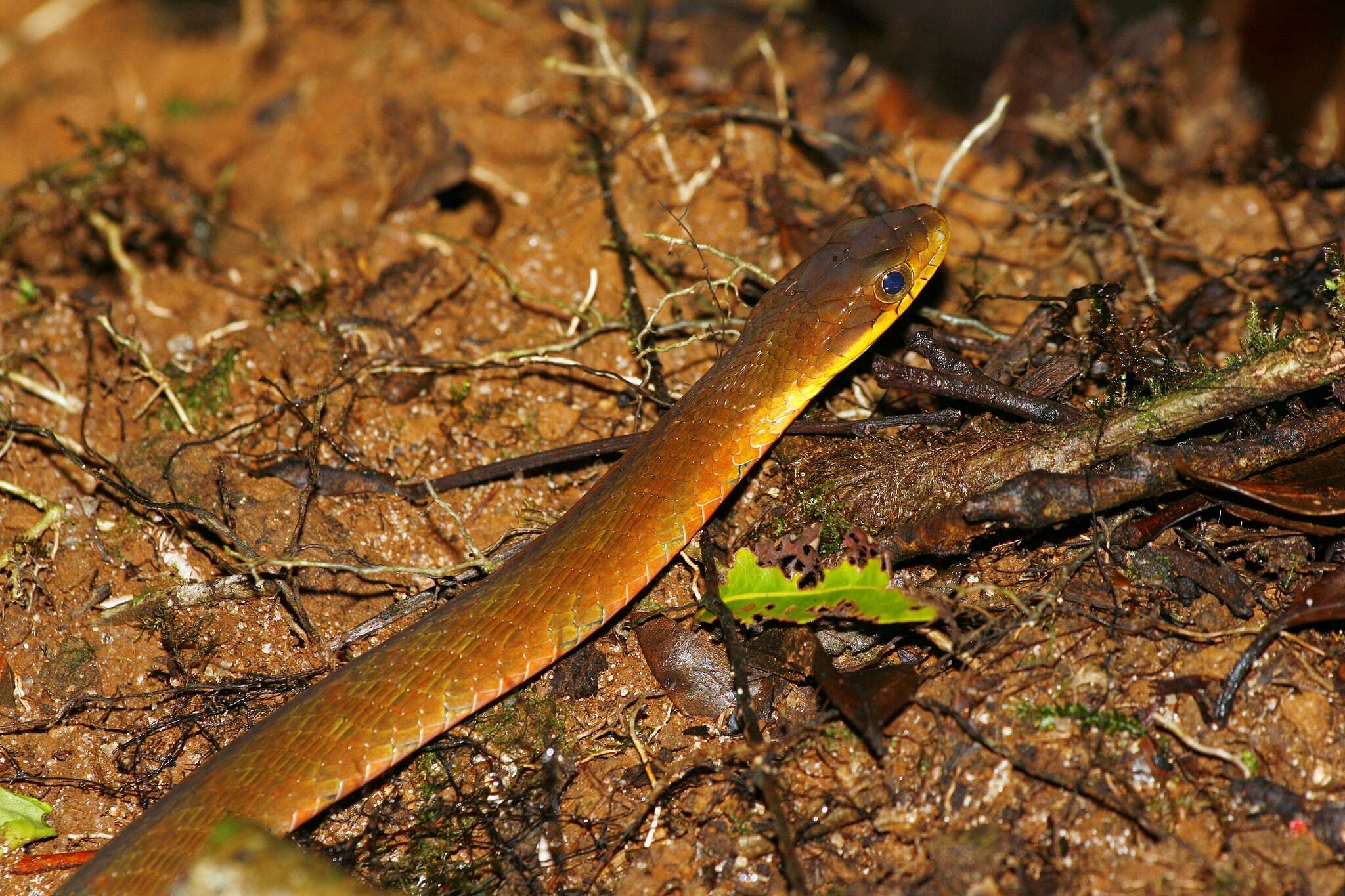 Image of Big-eyed mountain keelback