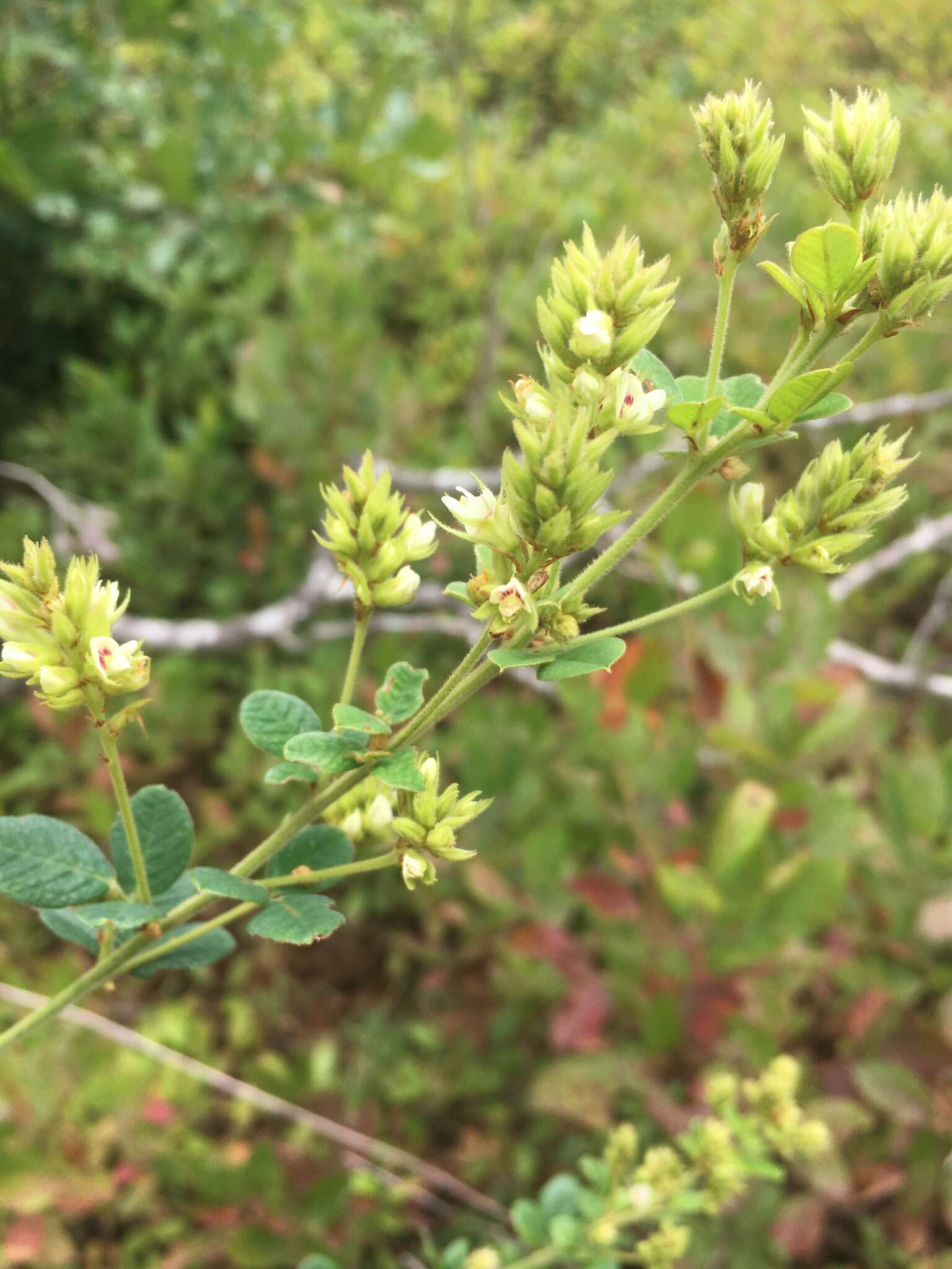 Image de Lespedeza hirta (L.) Hornem.