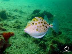 Image of Blue boxfish