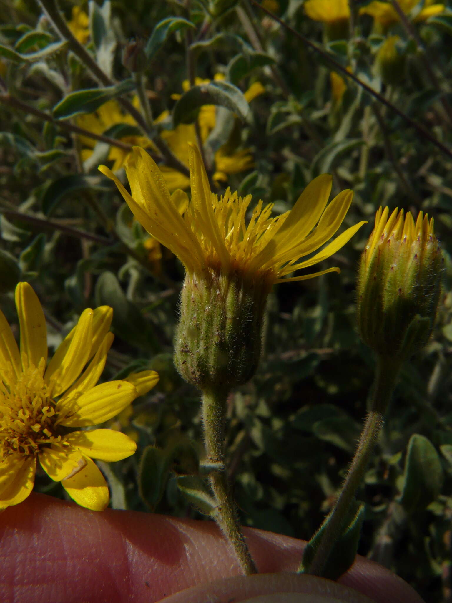 Image of hairy false goldenaster