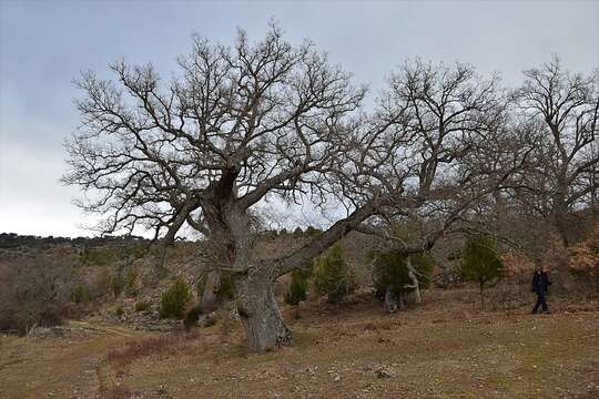 Image of Quercus faginea subsp. faginea