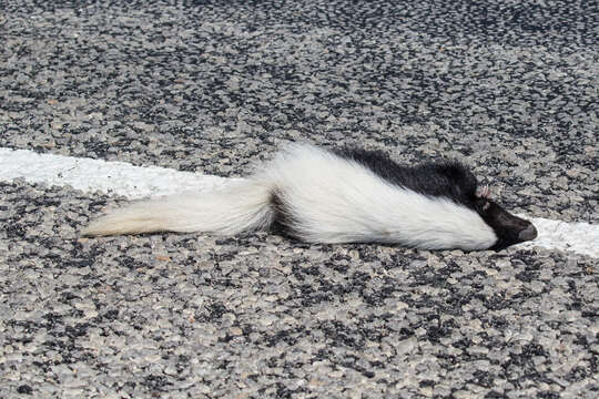 Image of American Hog-nosed Skunk