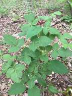 Image de Matelea carolinensis (Jacq.) R. E. Woodson